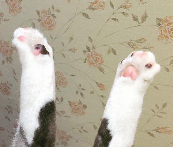 猫の春太郎くん