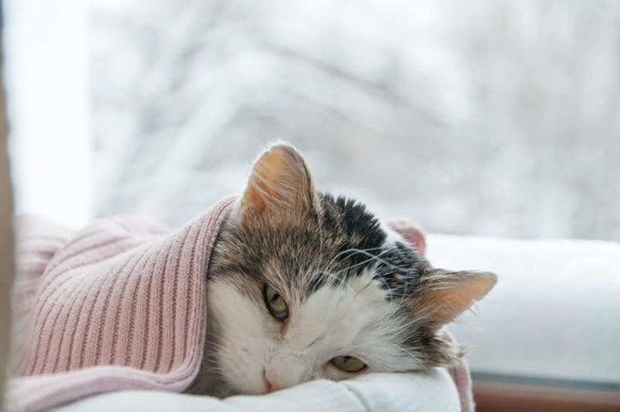 布団で寝る猫