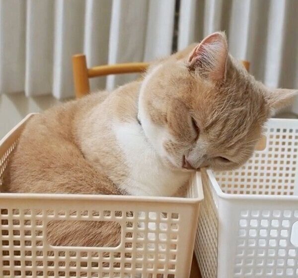 カゴの中でウトウトするネネちゃん