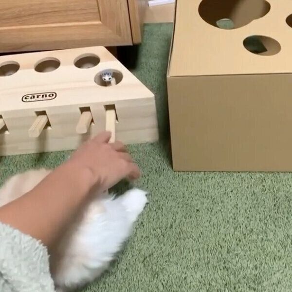 おもちゃの遊び方を教わるにゃん鈴ちゃん
