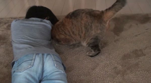 遊ぶ猫