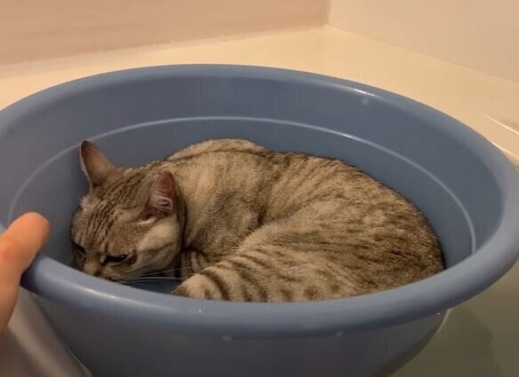 暑い日でも関係なし♪「桶猫」が大好きな猫ちゃんのまったり入浴シーン