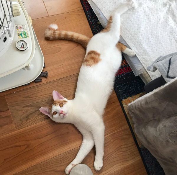 猫のマルくん