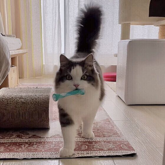 しっぽを立てて近づく猫