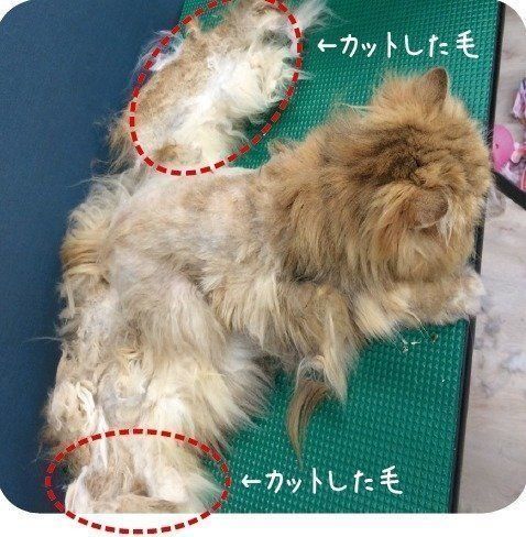 画像/2017年4月号「猫もお部屋もスッキリ! 換毛期にすること」