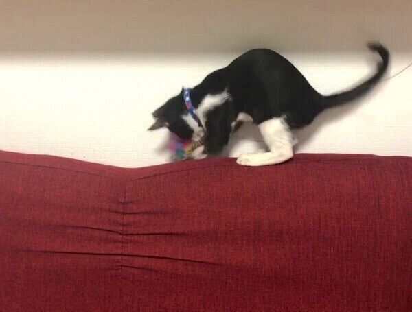 ソファで遊ぶラッキーくん