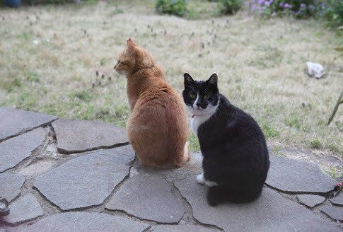外にいる猫