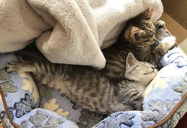 眠る2匹の猫
