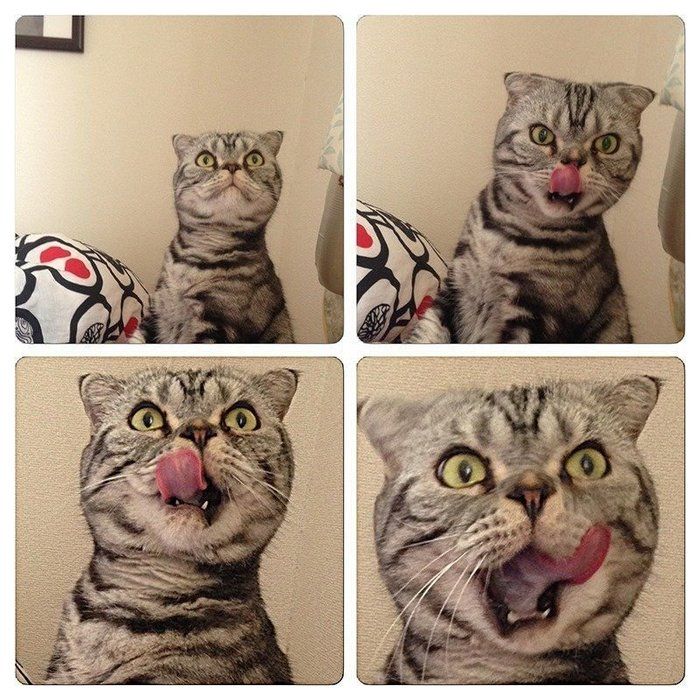 @tacos_cat