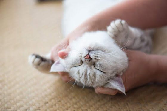 仰向けになって触られている子猫