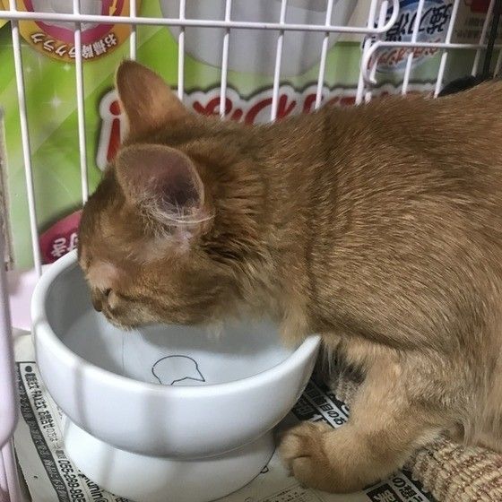 水を飲んでる猫