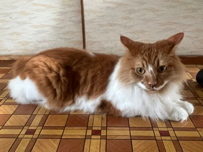 床でくつろぐ猫