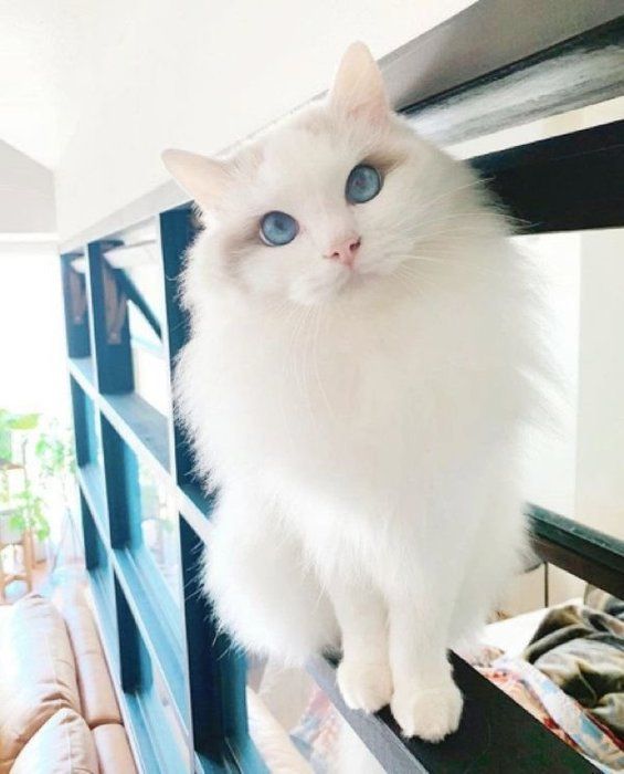 見つめるバロンちゃん