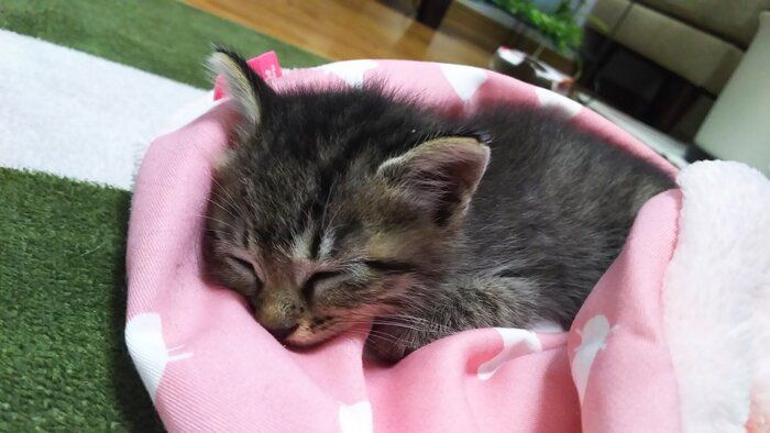 子猫時代のチビちゃん