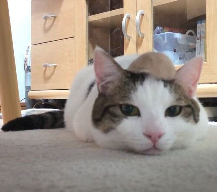 帽子を被る猫