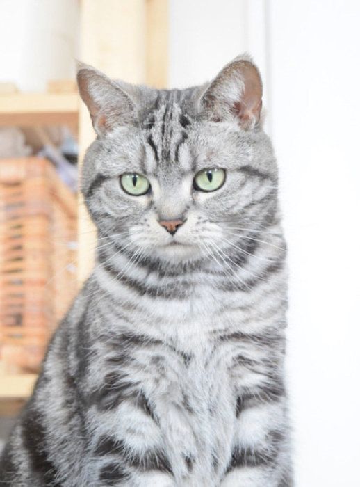 だんだん近寄ってくる猫