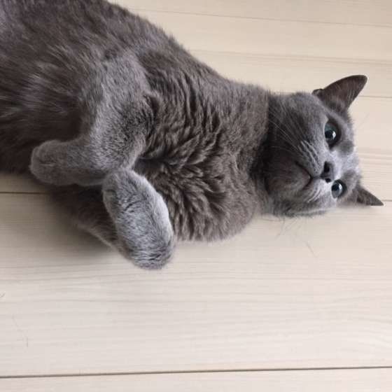 シオン ロシアンブルー