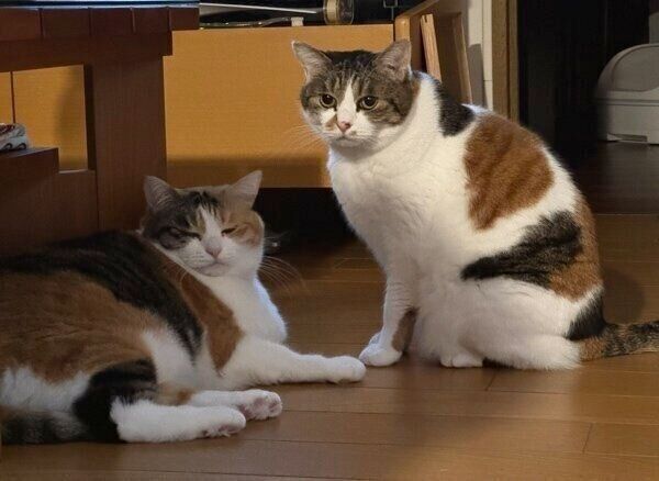 仲良く床でくつろぐクッキーちゃんとクラッカーちゃん