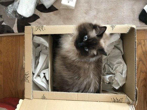 箱に入るヒマラヤン