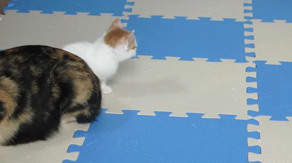 見つめる猫