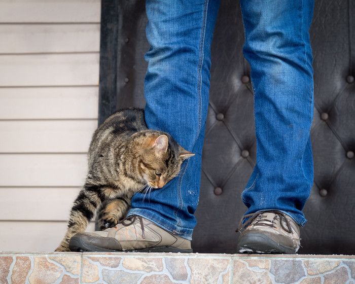 足に顔をこすりつける猫