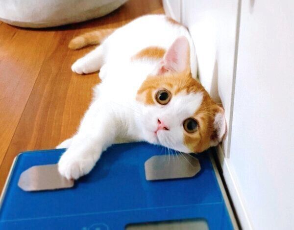 体重計をひんやり枕代わりにするもち丸くん