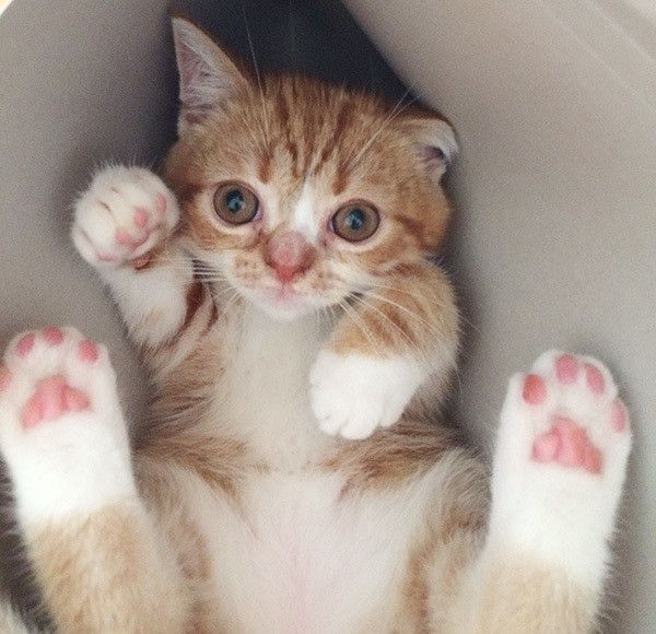 見つめる猫