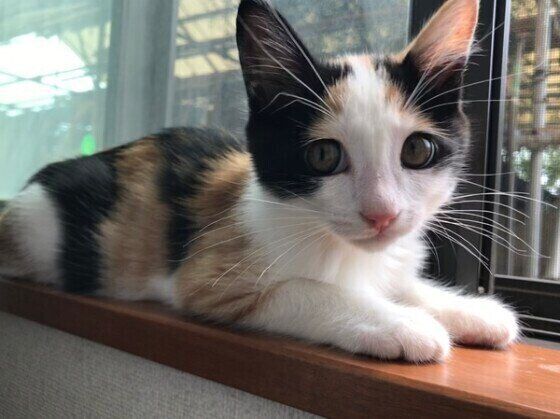 窓辺から見つめる猫