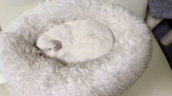 クッションと同化する麿白ちゃん