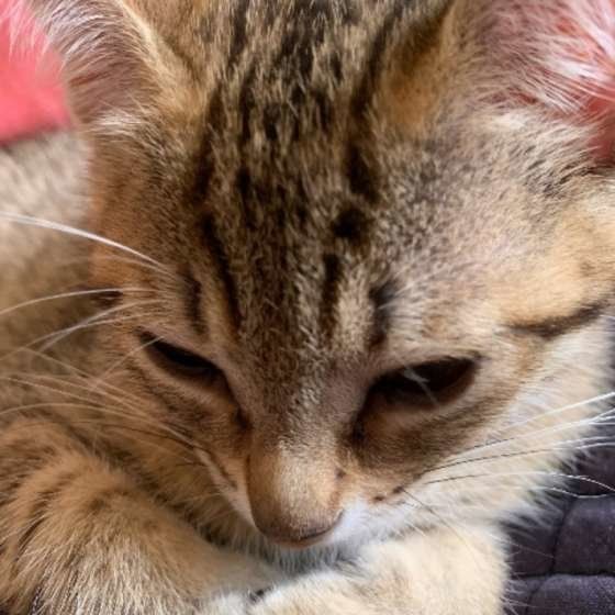 眠そうな猫