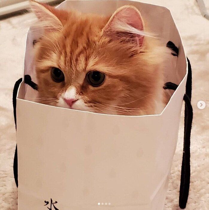 紙袋に入るスコティッシュストレート(メス)