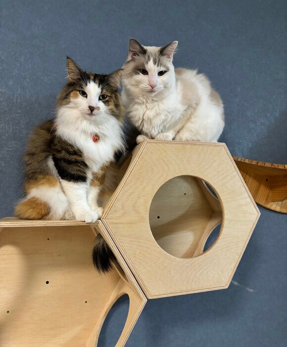 ノルウェージャンフォレストキャットとラグドール