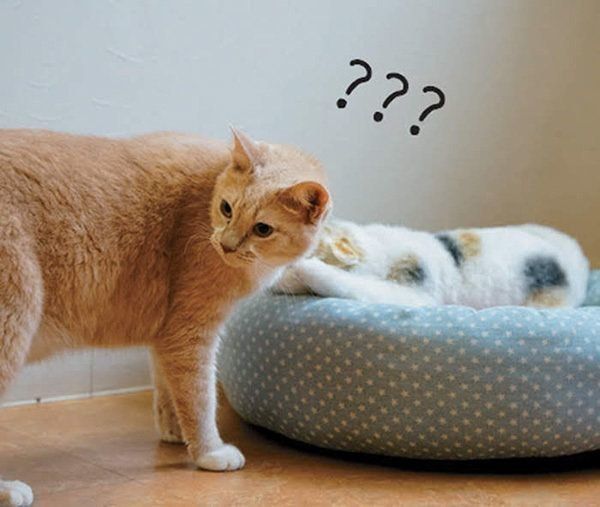 不思議そうな猫