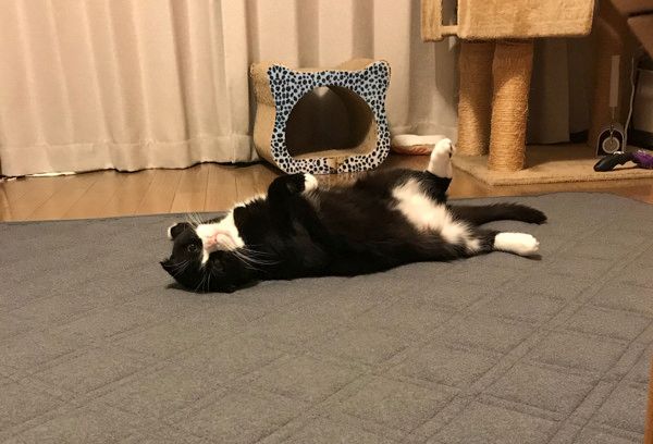 またたびで酔う猫
