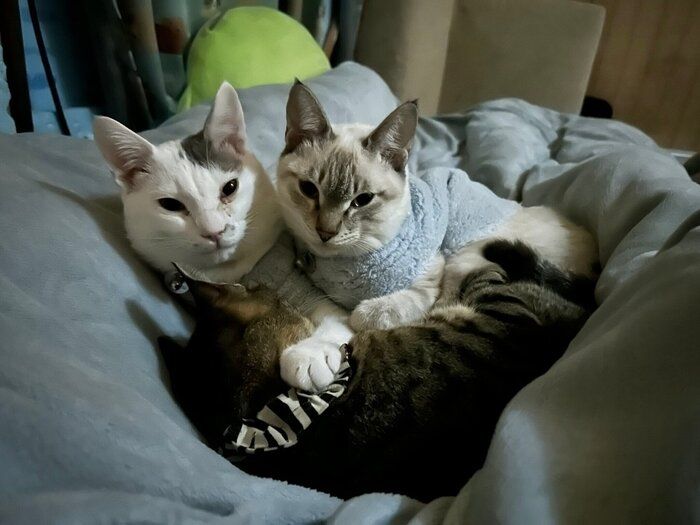 現在のうーしーくんとしゃぽくん