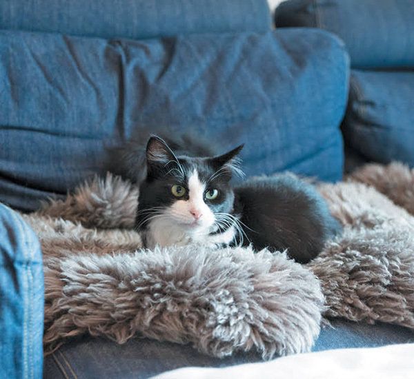 2018年11月号「ねこのきもち」/布団でくつろぐ猫