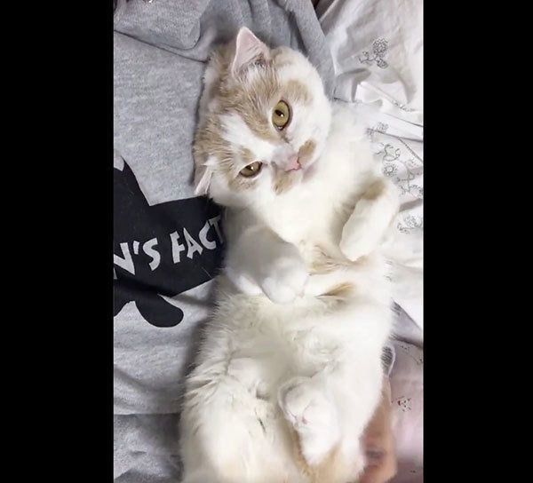 飼い主さんに甘えるホイップクリームちゃん