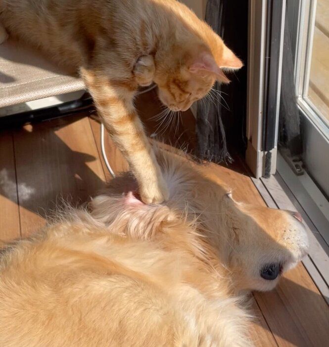 まったり中のエルくんにちょっかいを出すチャーリーくん