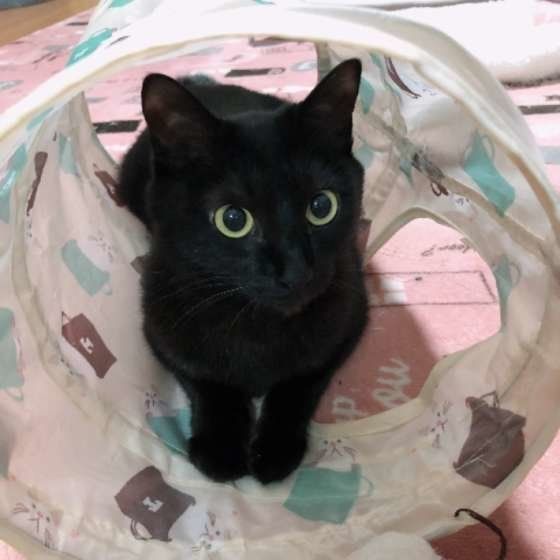 遊ぶ猫