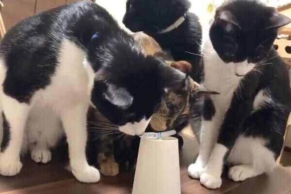 紙コップ人形を見つめる猫