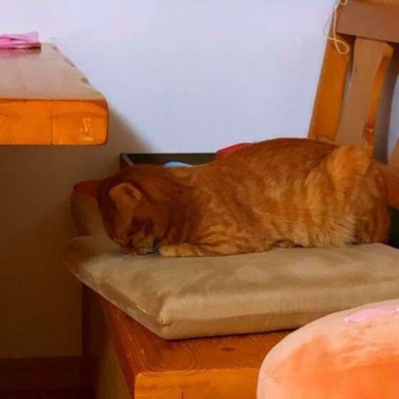 椅子の上でごめん寝する猫(MIX、オス)