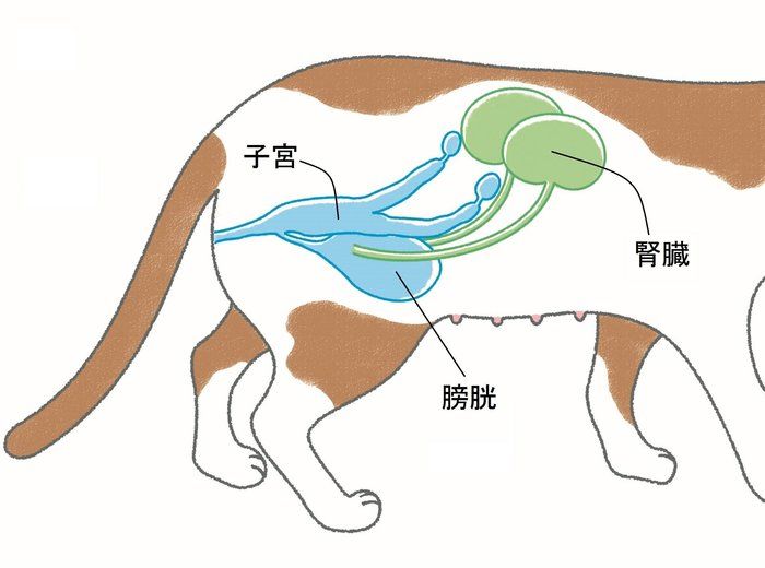 イラスト/おがわようこ