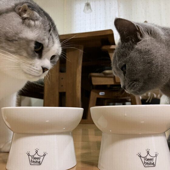 ごはんを待つ2匹の猫