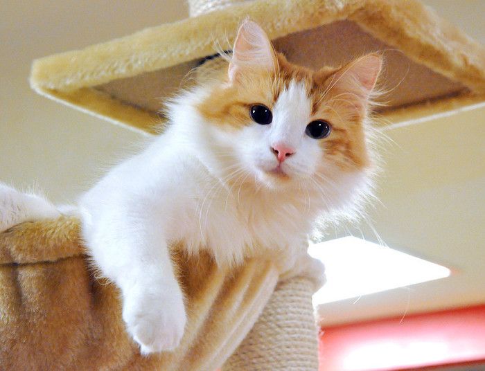 東京 吉祥寺 武蔵野市 猫カフェ きゃりこ