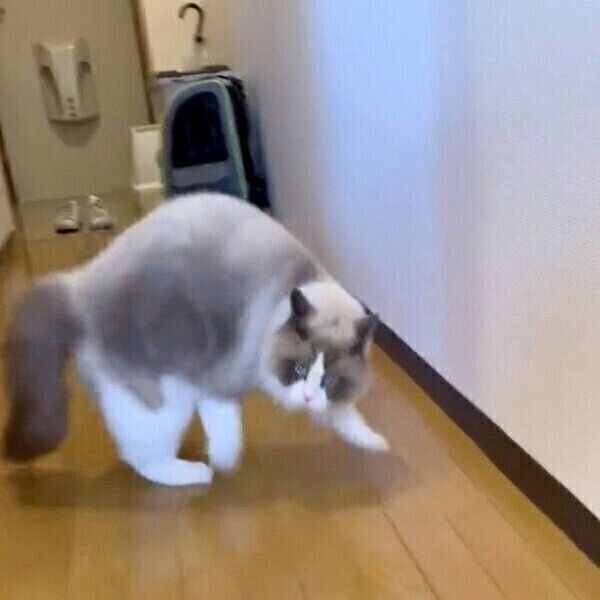 カメラに気付いた猫、「やんのか!?」「ソイヤッソイヤッ！」と近づいて