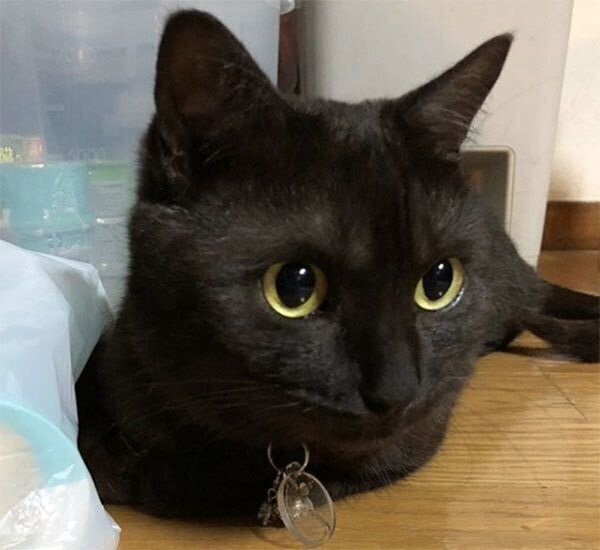 見つめる猫