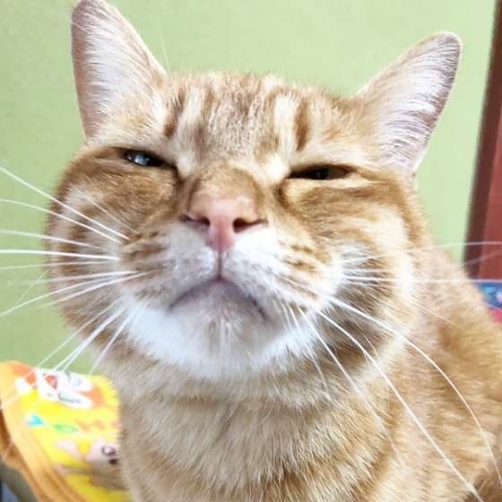 甘え顔をする茶トラ
