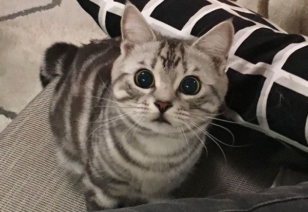 見つめる猫