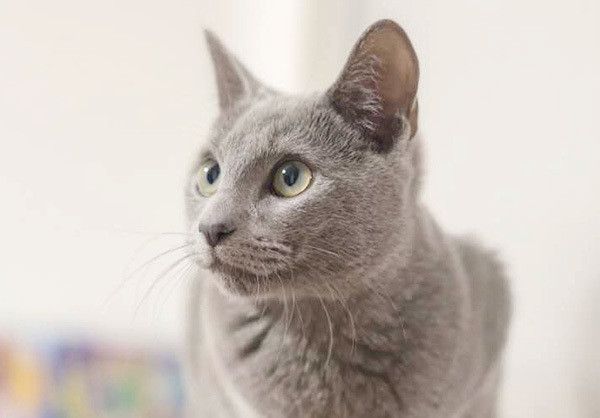 見つめる猫
