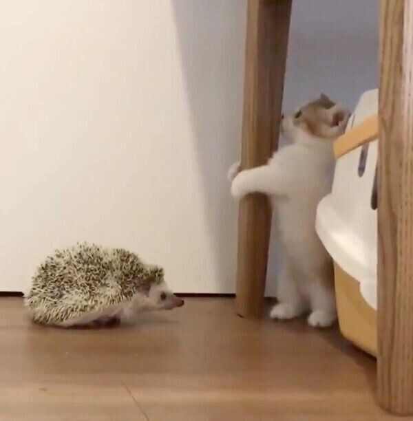 初対面のハリネズミに寄ってこられたもち丸くん
